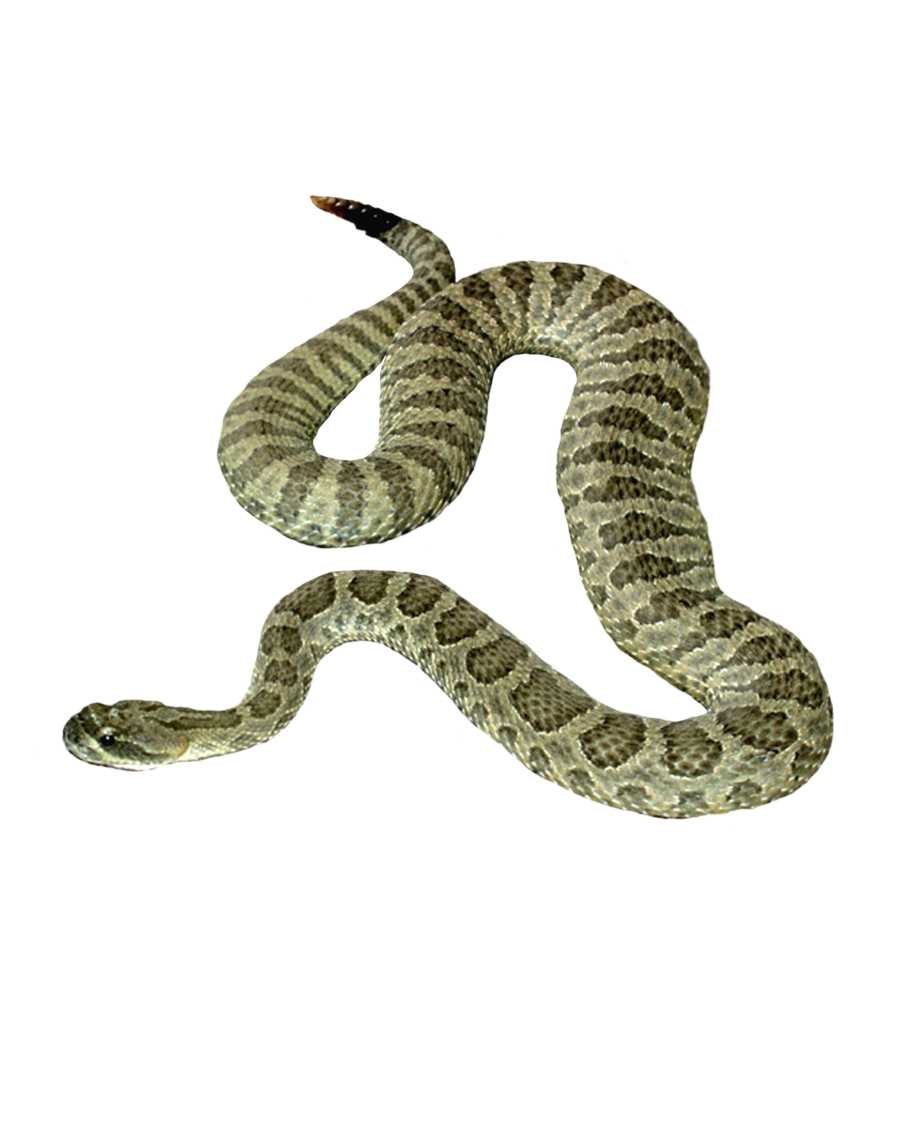 Common Anaconda PNG Kostenloser Download
