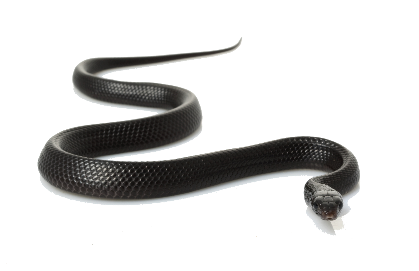 Common Anaconda PNG Pic