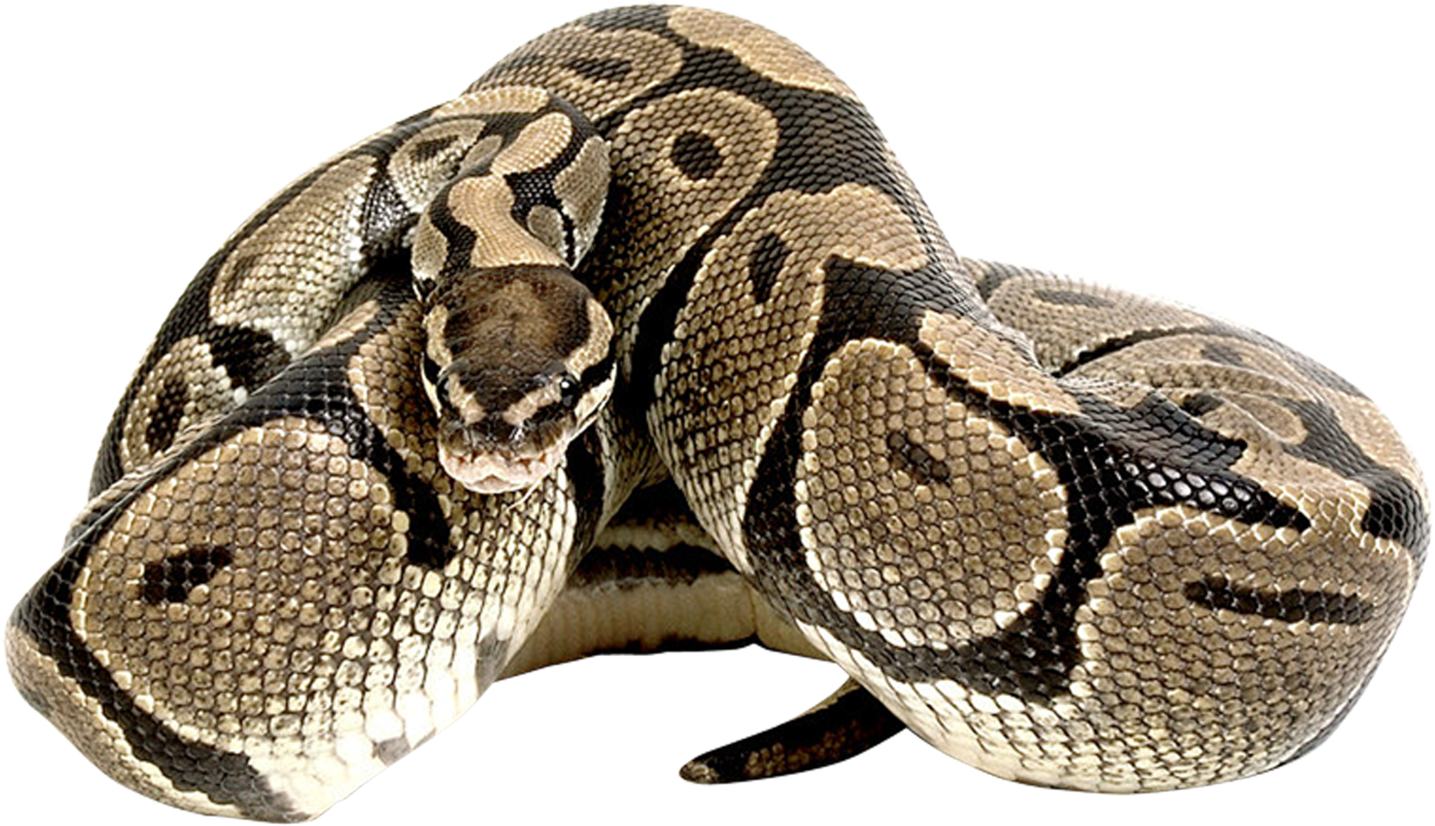 Immagine Trasparente Anaconda comune