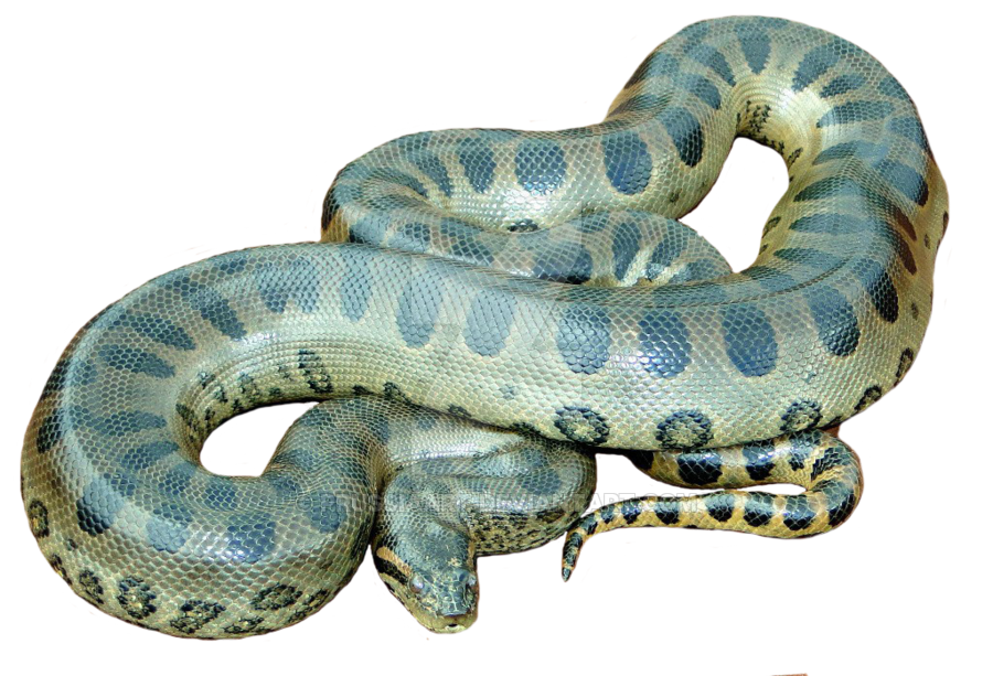 Common Anaconda transparente Bilder