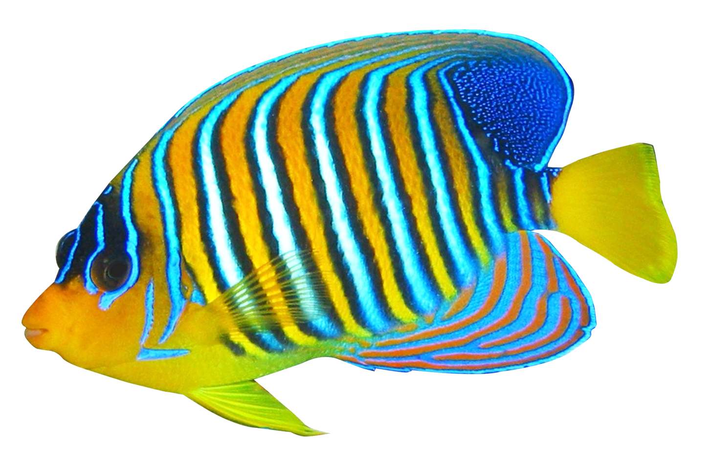 Coral Angelfish PNG высококачественный образ