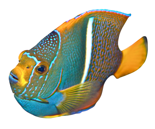 Coral Angelfish PNG фото