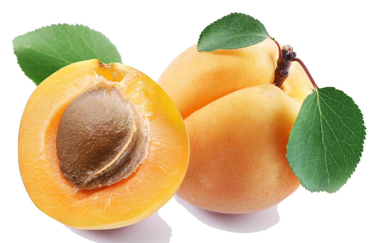 Aprikot segar PNG Gambar Transparan