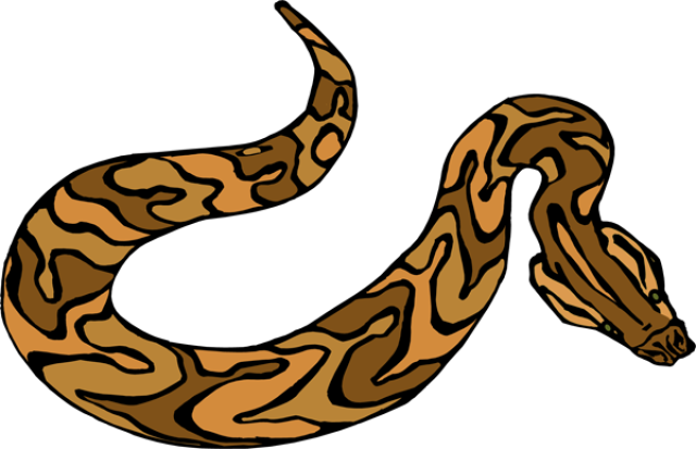 Vector Anaconda PNG-Bildhintergrund