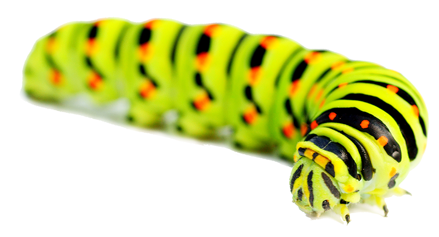 Caterpillar monarch PNG clipart