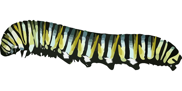 Caterpillar Monarch PNG Arquivo