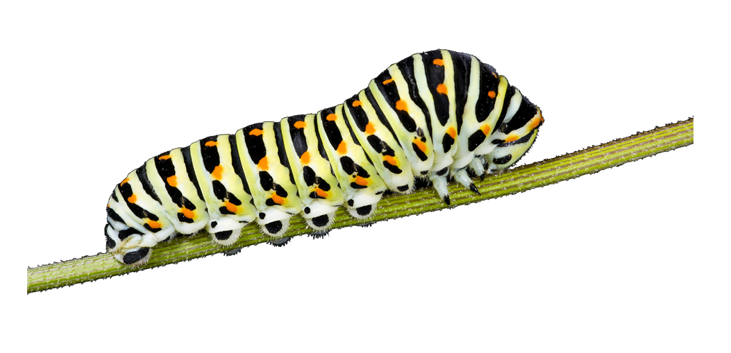 Imagem transparente da Caterpillar Monarch PNG