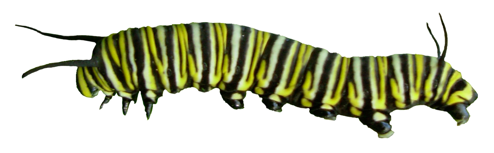 Fundo Transparente Monarca Caterpillar
