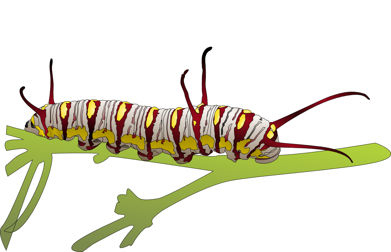 Caterpillar Monarch transparent PNG