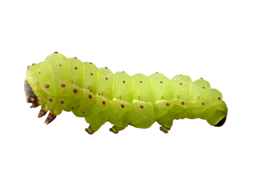Caterpillar PNG-Fotos