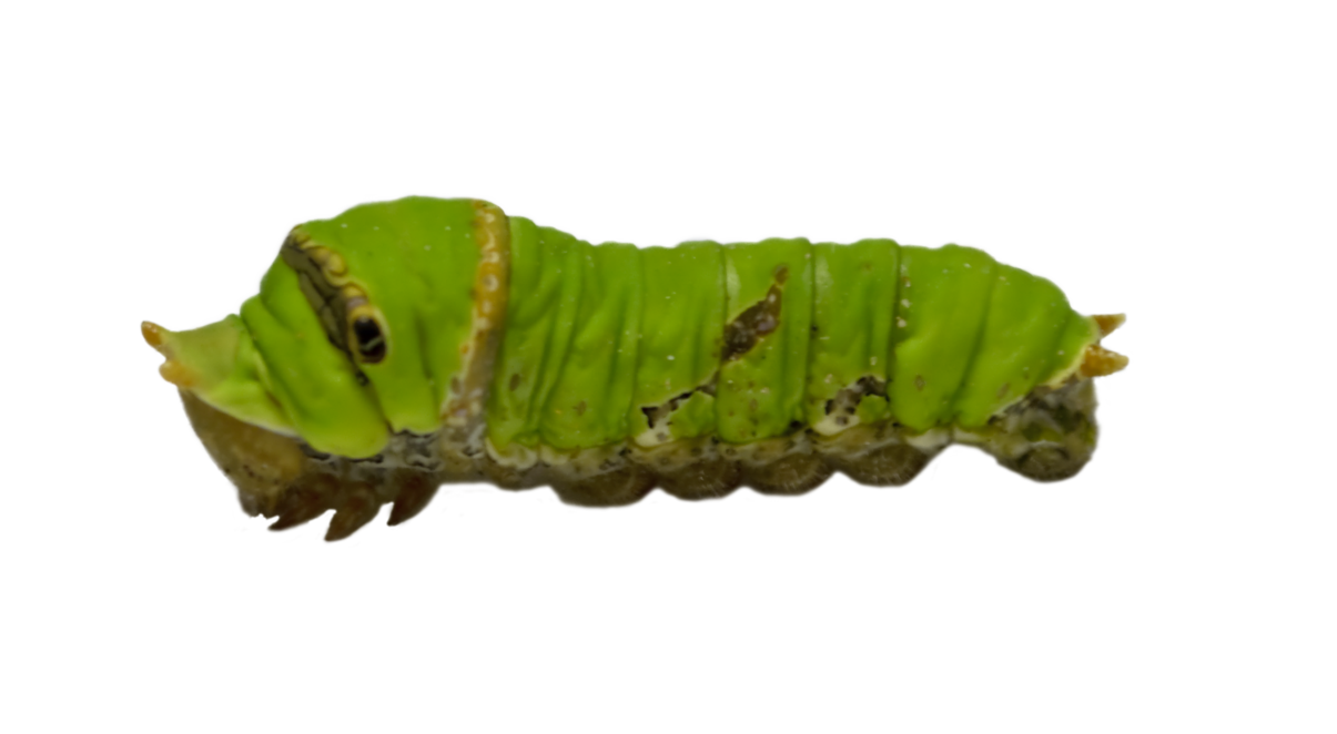 Caterpillar transparente PNG