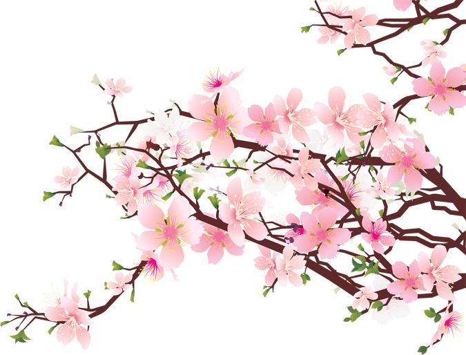 ไฟล์ Cherry Blossom PNG