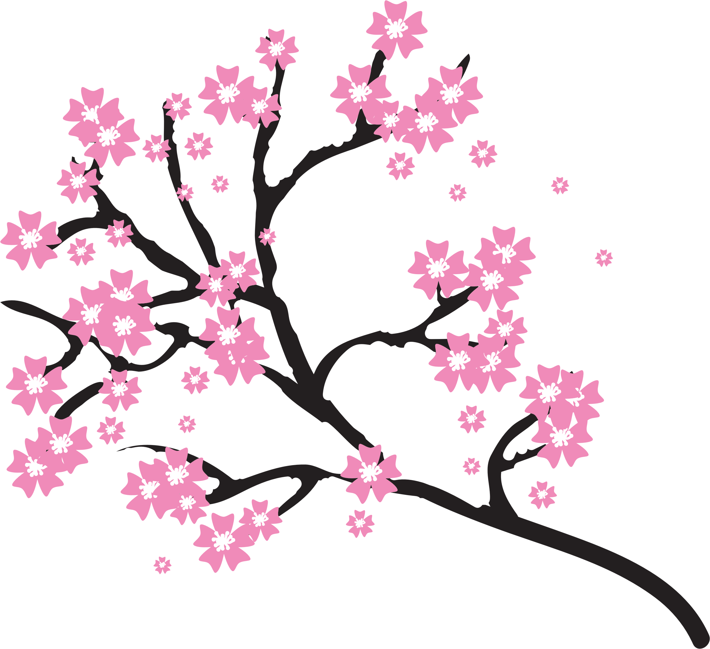 Immagine del PNG del fiore della ciliegia