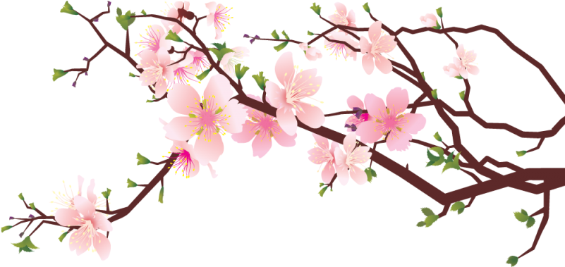 Immagine Trasparente PNG Blossom Cherry