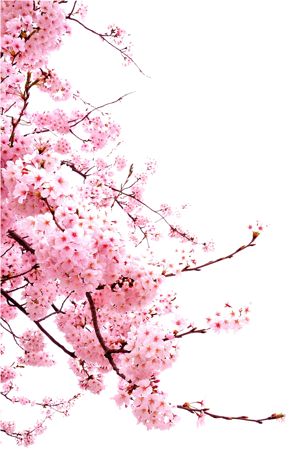 PNG Trasparente Blossom Cherry
