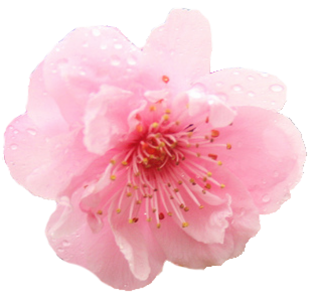 File PNG Blossom della ciliegia di primavera