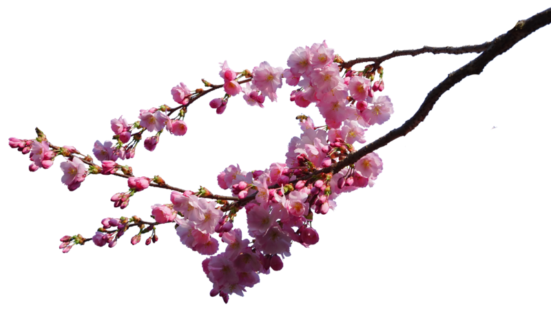 Immagine di PNG del fiore della ciliegia della primavera