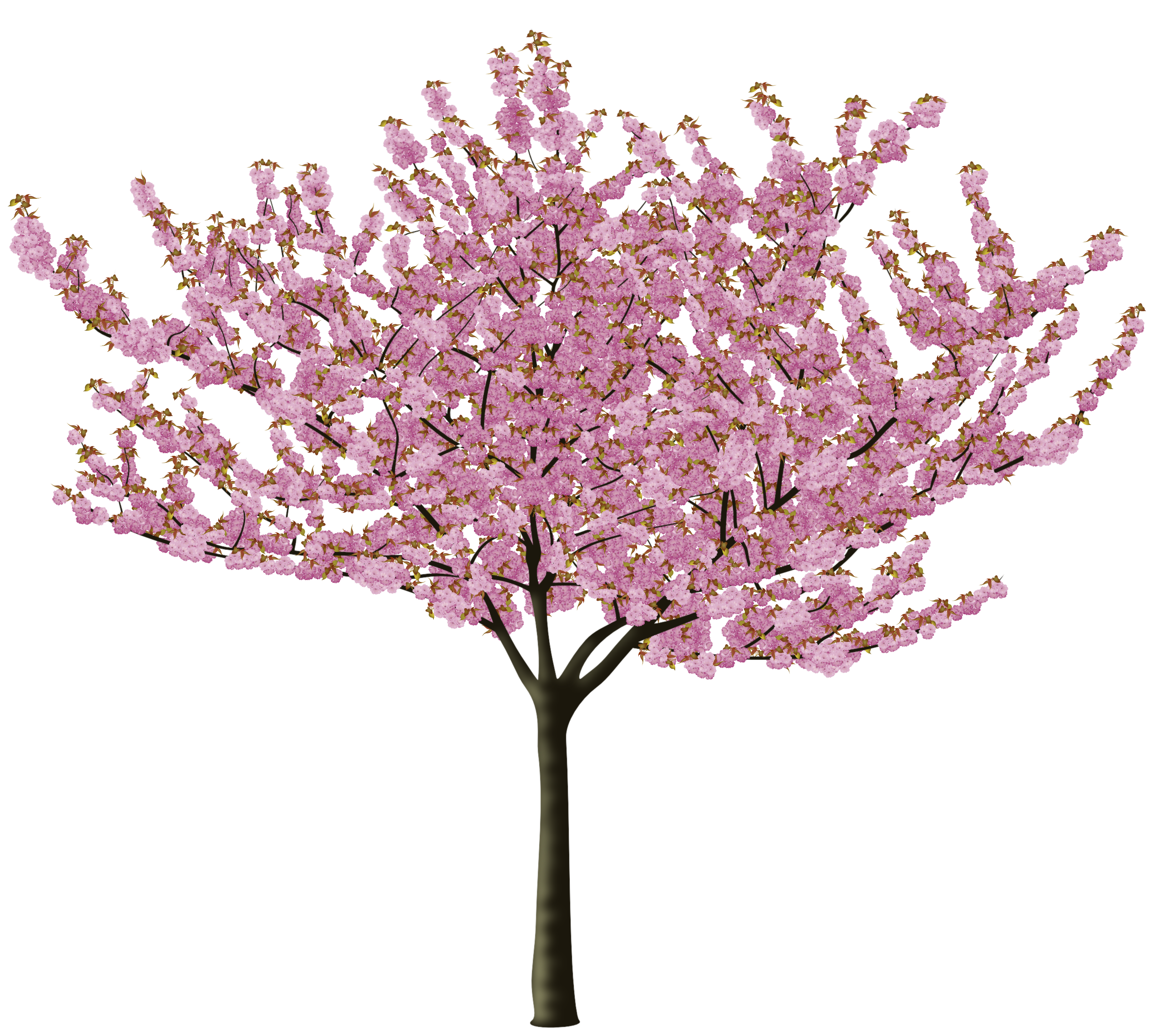 Priorità bassa Trasparente del fiore della ciliegia della primavera
