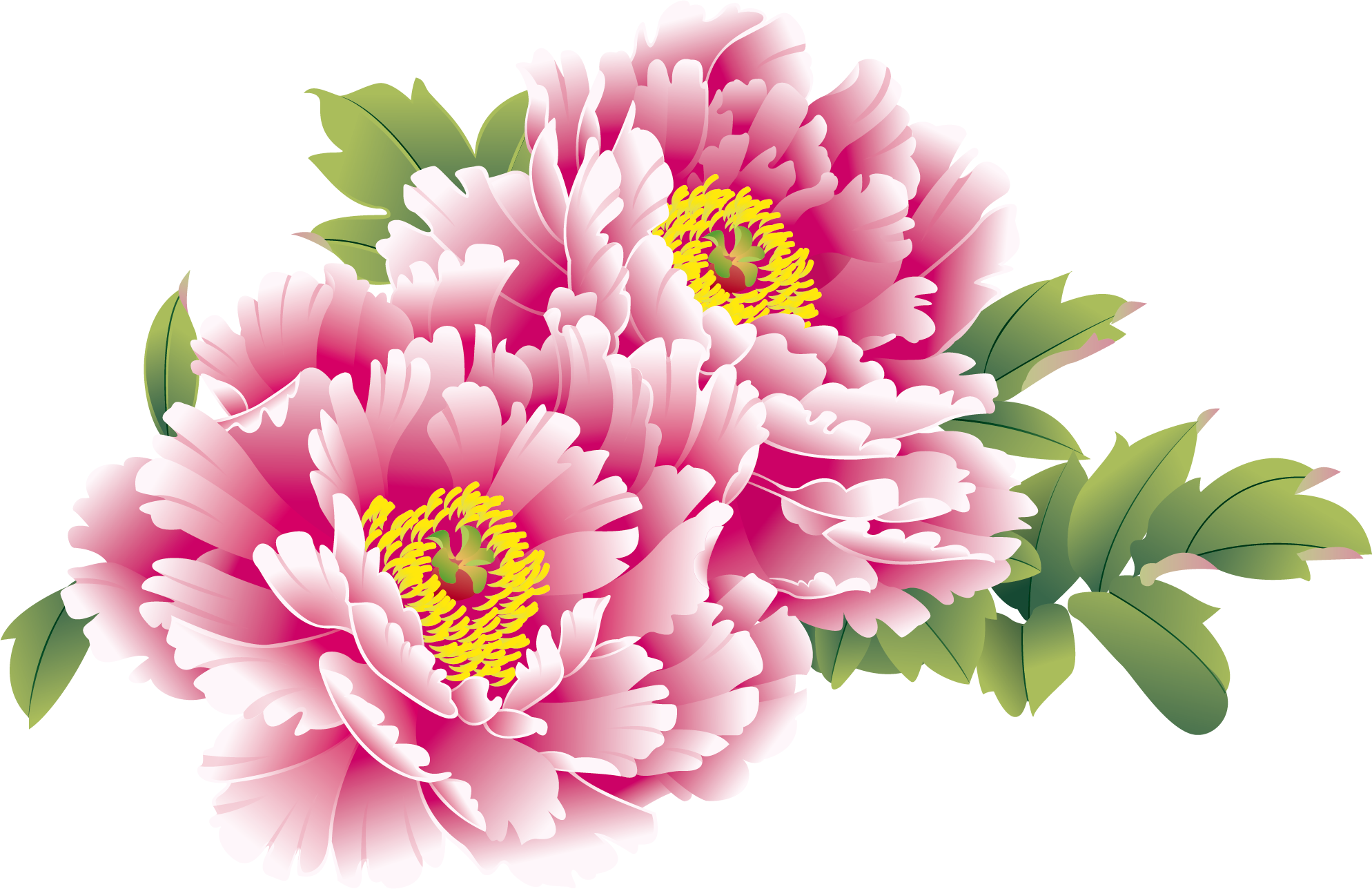 Spring Chinese Flower PNG HD