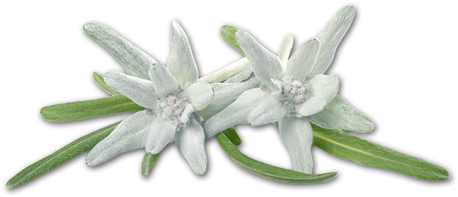 Edelweiss Transparant