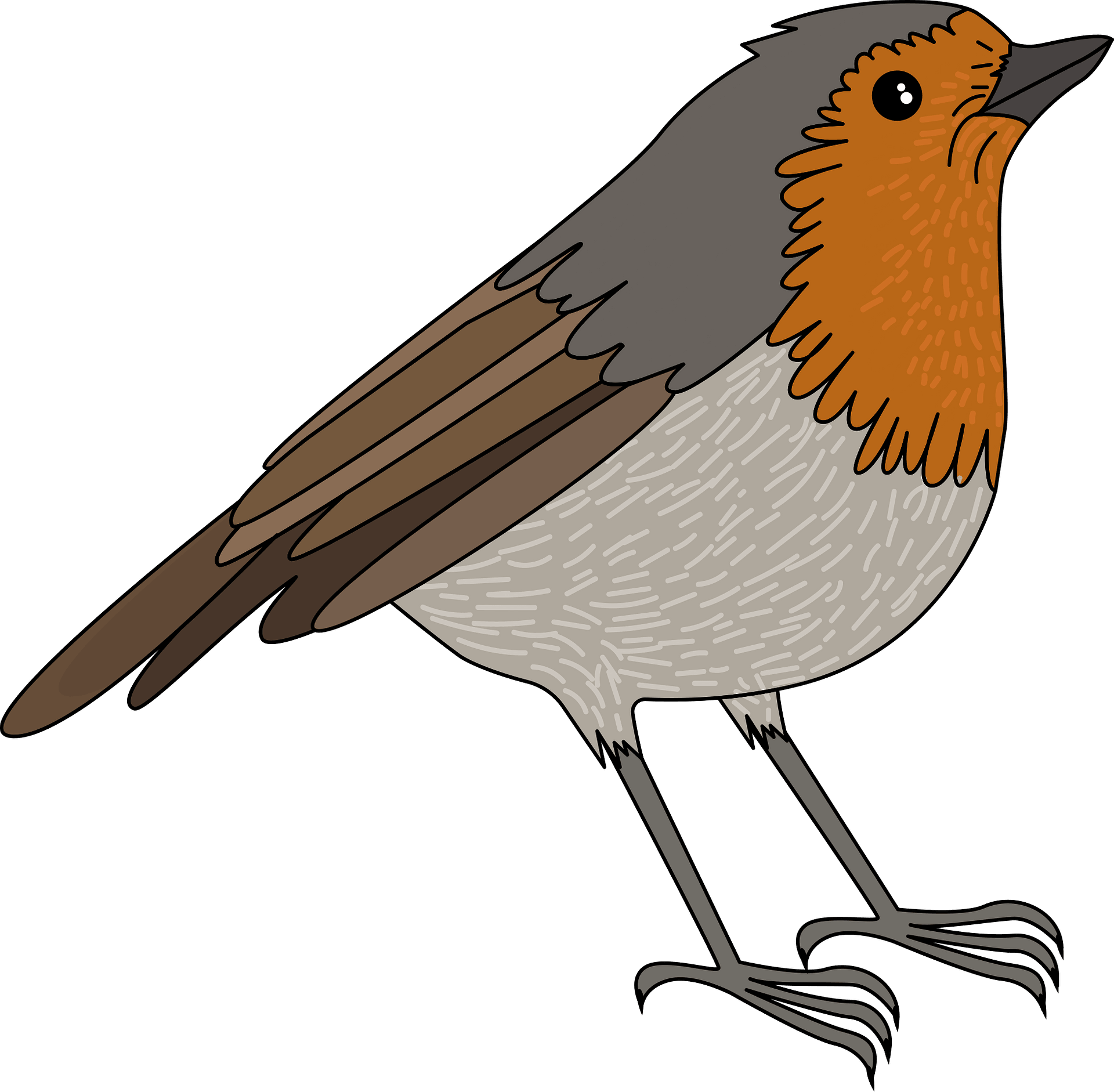 European Robin Bird PNG ภาพ