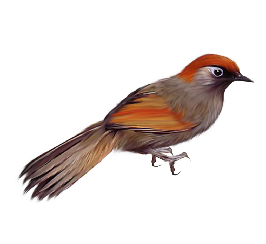 Imagem transparente de pássaro europeu de robin