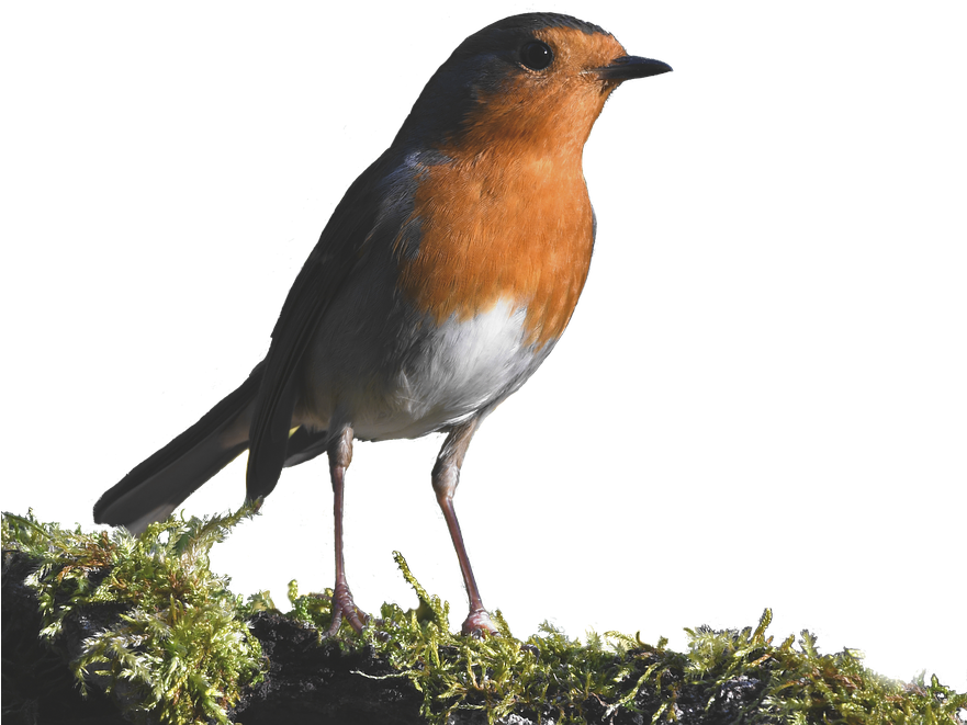 European Robin Png Hq Picture Png Arts