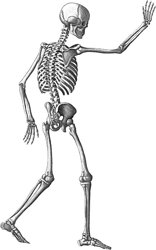 Halloween Skeleton Scary PNG HQ Photo
