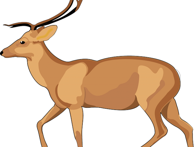 Gazelle Antelope PNG HQ
