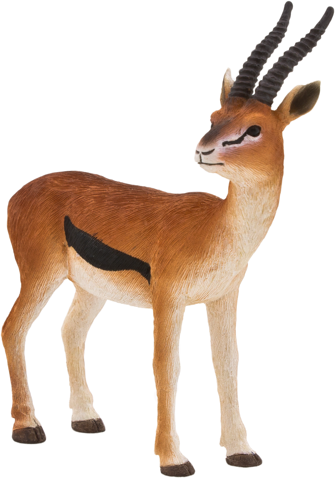 ภาพถ่าย Gazelle Antelope PNG