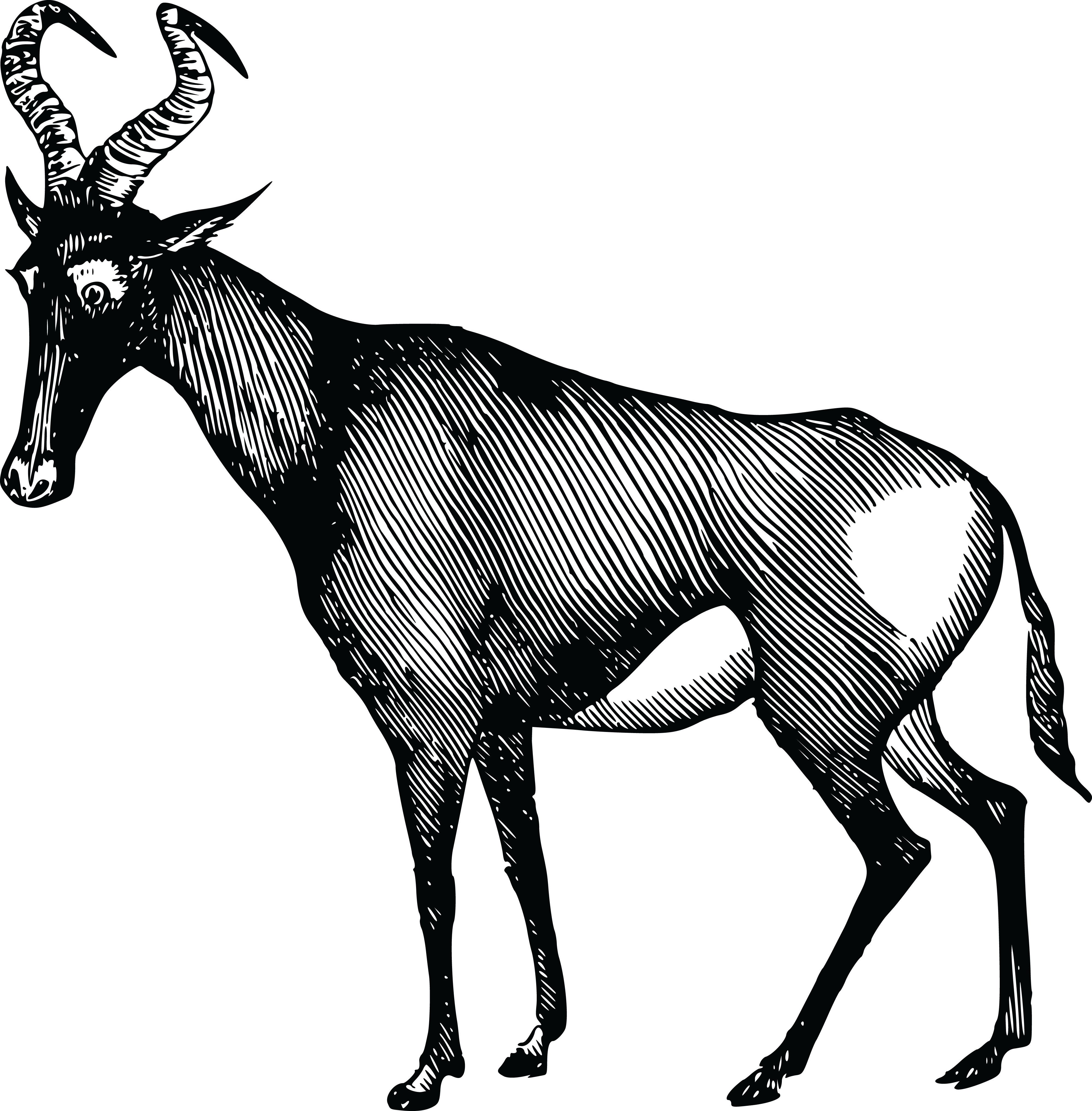 Gazelle Antelope PNG รูปภาพ