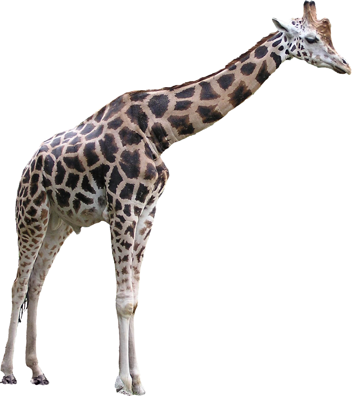 รูปภาพ Giraffe PNG