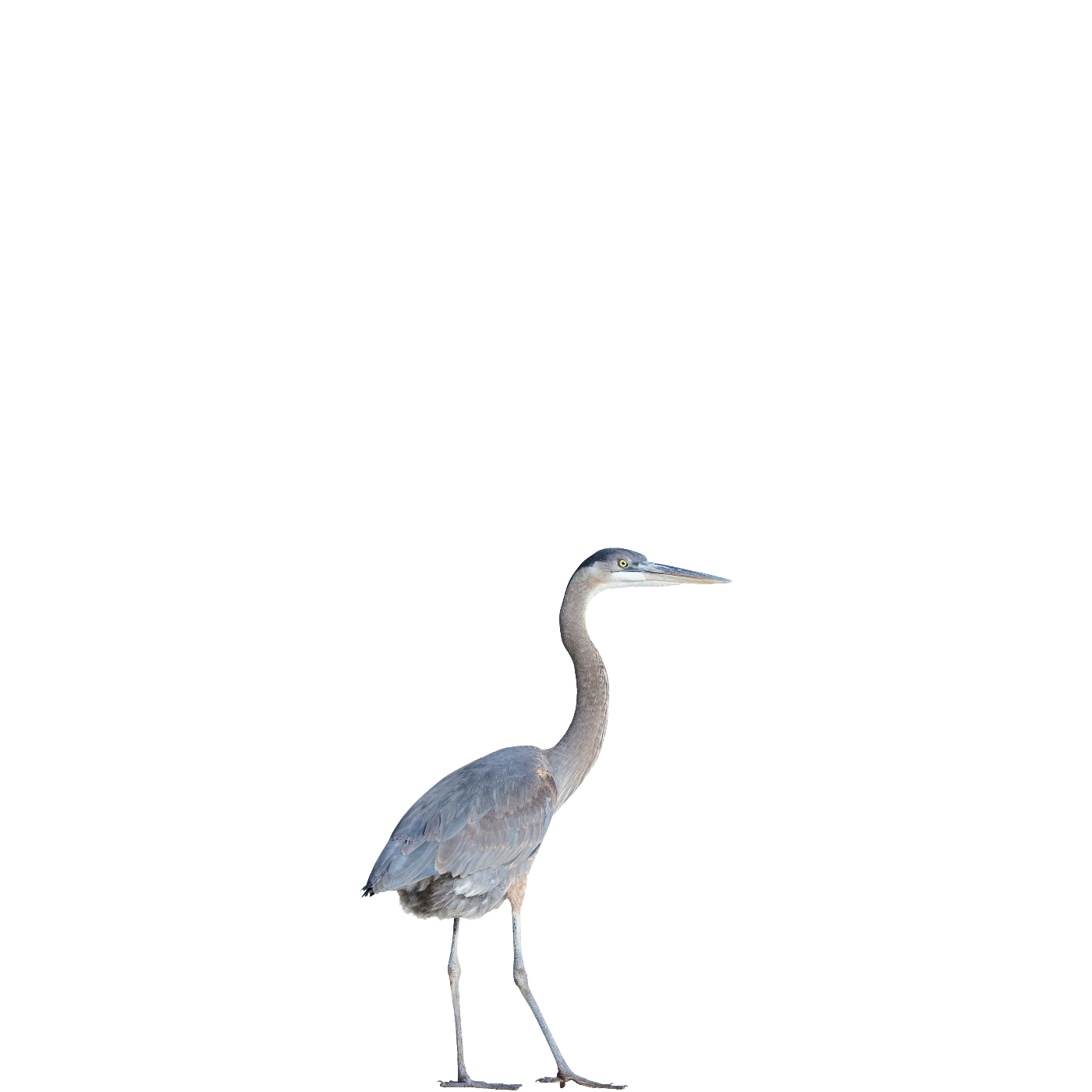 Heron PNG Free Download