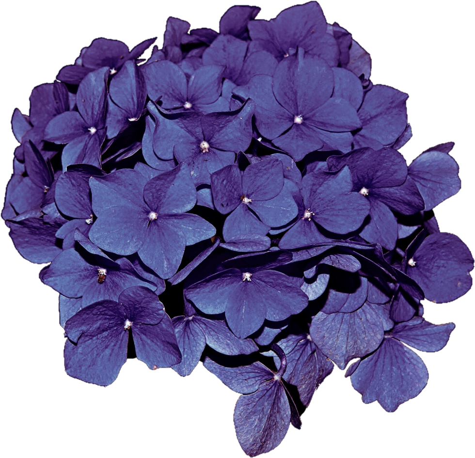 Hydrangea Blossom PNG