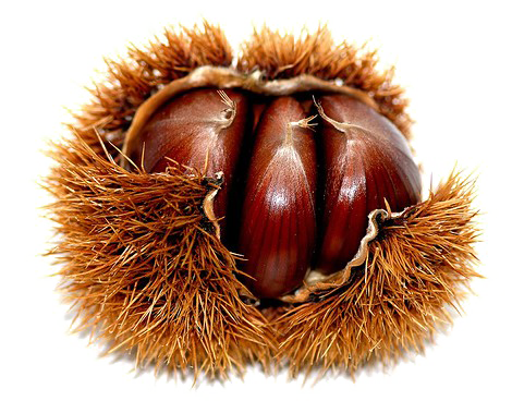 Chestnut Png High Quality Image Png Arts