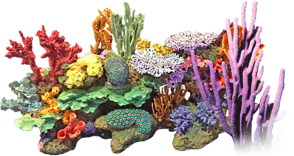 Coral PNG Hintergrundbild