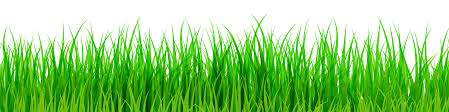 Imagen de alta calidad de la hierba de Pascua PNG