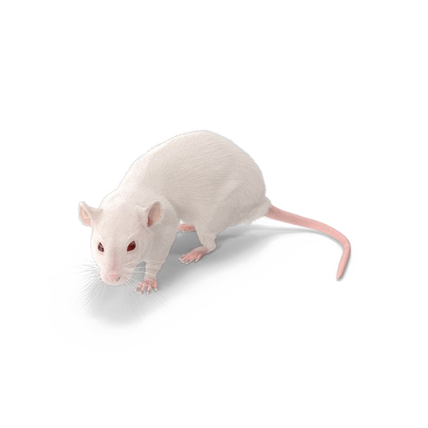 Ratten-Png-Hintergrundbild