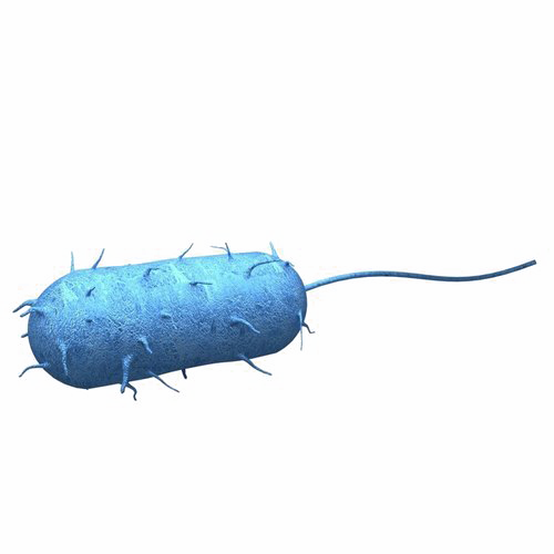 Bacteria PNG Free Download