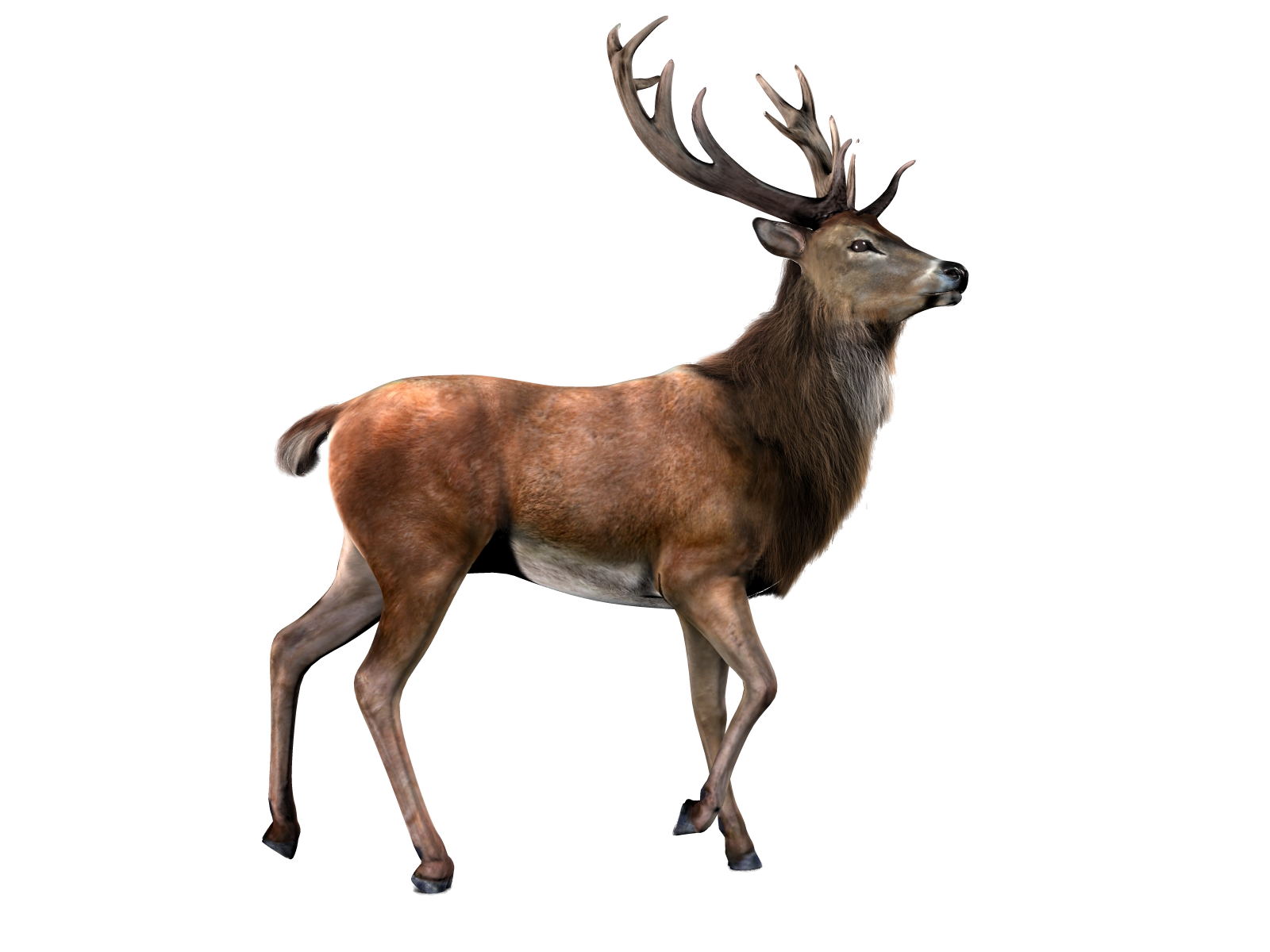 Barasingha Deer PNG Imagen