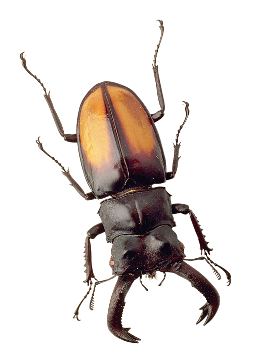 Beetle PNG Pic