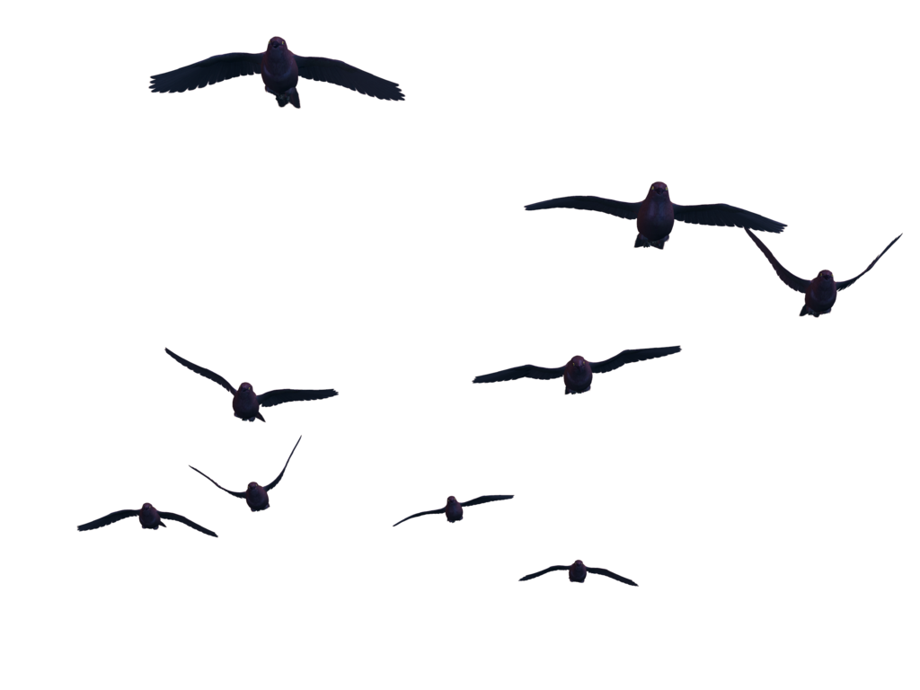 ภาพพื้นหลังของนก PNG