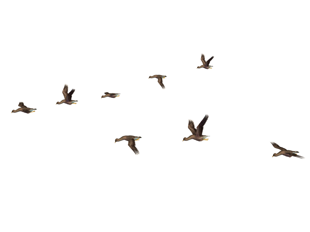 ภาพ PNG นกที่มีพื้นหลังโปร่งใส
