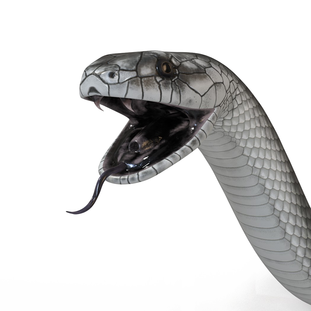 Черная мамба змея PNG высококачественный образ