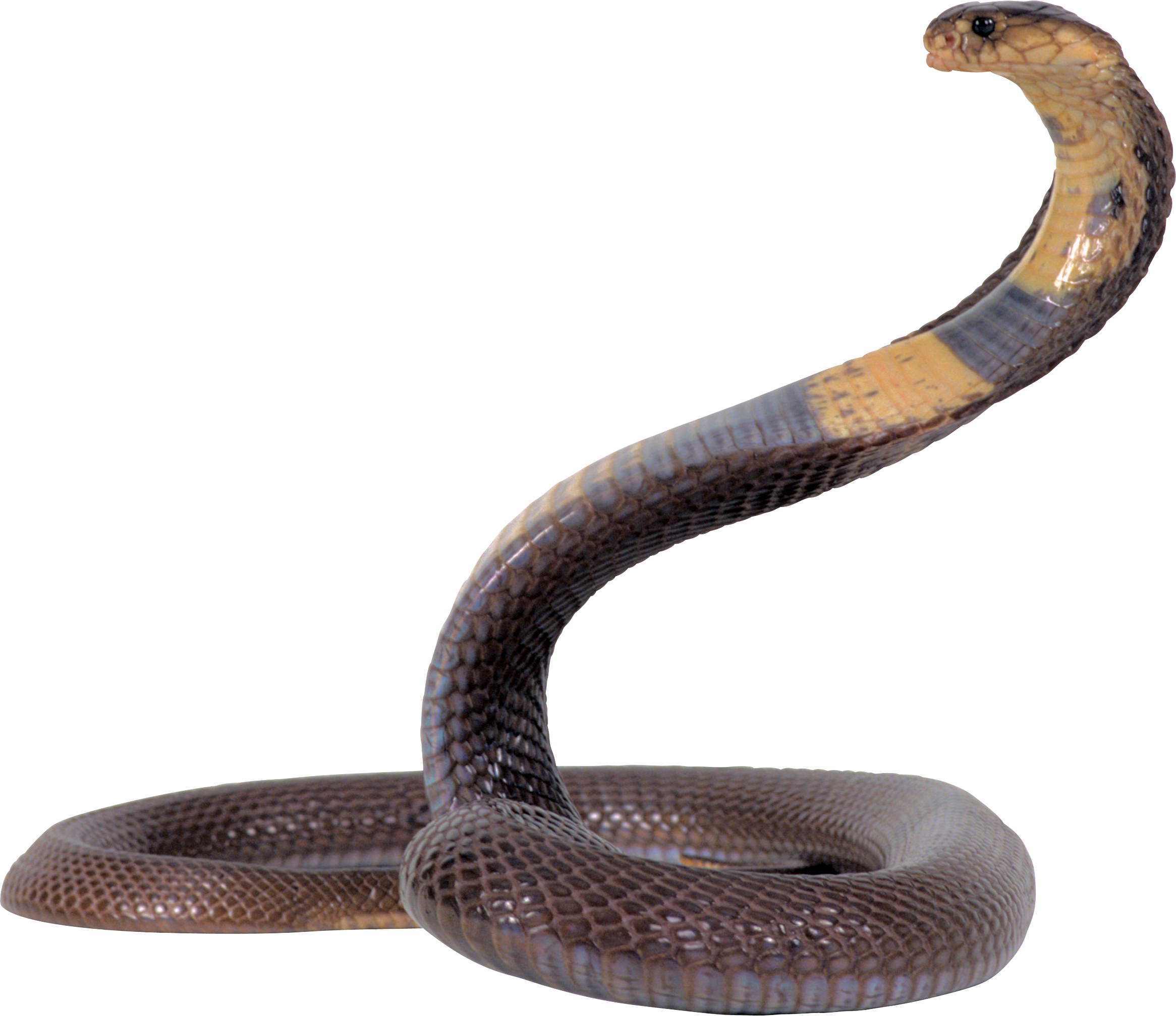 Черная мамба змея прозрачный фон PNG