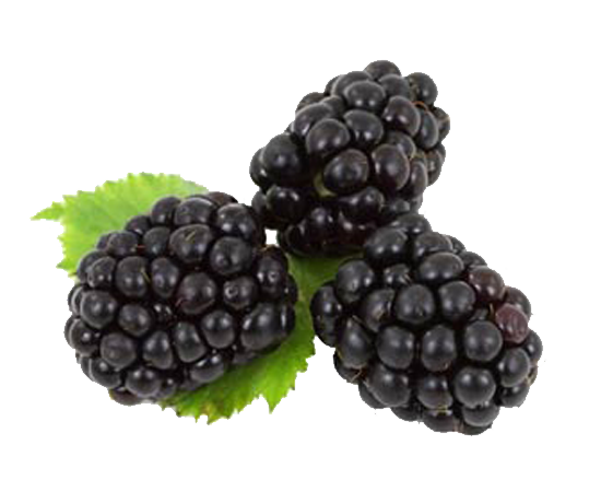 Gambar latar belakang buah blackberry PNG
