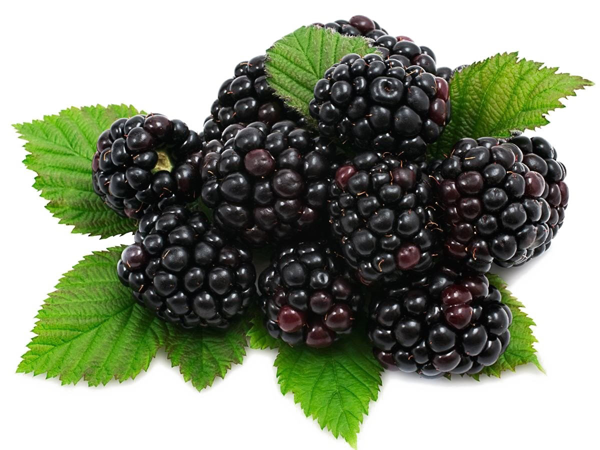 Blackberry buah PNG unduh Gambar