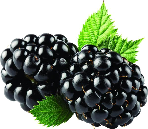 Blackberry buah PNG unduh Gratis