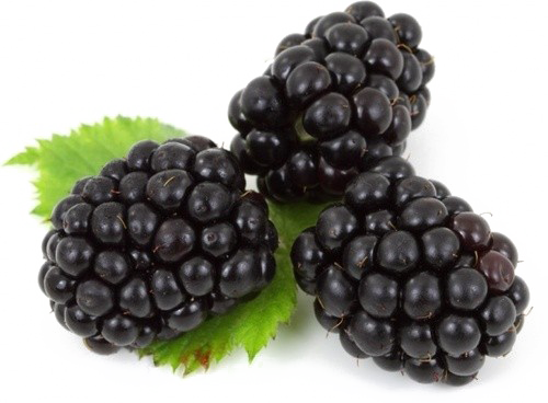 Gambar blackberry PNG Gambar berkualitas tinggi