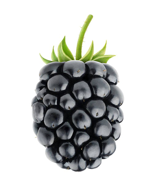 Latar belakang Gambar buah blackberry PNG